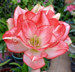 现货 【北方姑娘】澳洲朱顶红 多年生【童话花坊】爆款