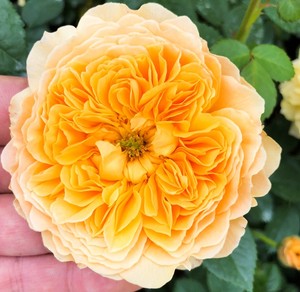 欧月月季利亚图图茱莉亚玫瑰可爱多紫晶巴比伦多季