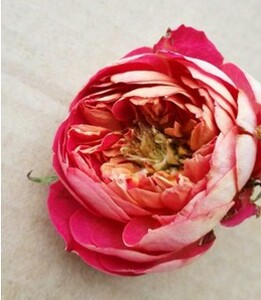 欧月藤本月季由美子 明星玫瑰卡门 橙红桔瓣背金黄微香四季