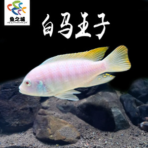 白马王子三湖慈鲷鱼水族鱼缸观赏鱼热带鱼淡水新手鱼OB孔雀雪中红