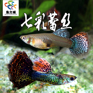 孔雀鱼七彩蕾丝