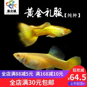 鱼之城纯种黄金礼服孔雀鱼金色孔雀鱼白子黄金礼服黄礼服白子活体