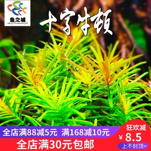 十字牛顿水草淡水新手练手中后景鱼虾龟缸水族绿宫廷草羽毛草易活