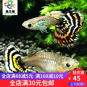 孔雀鱼 孔雀鱼活体精品碟尾黄老虎孔雀鱼宠物热带鱼活体免邮
