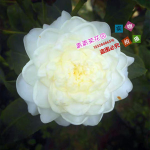 彩叶水晶白茶花苗白锦辉花卉盆栽庭院绿植稀有品种彩色苗木包邮