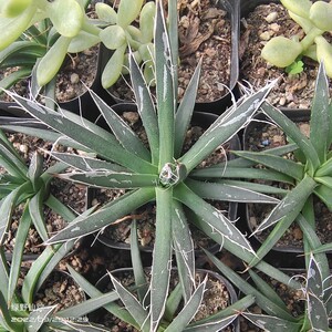 树冰龙舌兰绿野仙踪多肉植物春季秋季冬季阳台庭院家庭办公绿植