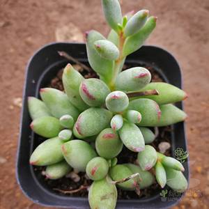 801人付款淘宝多肉植物精灵豆福