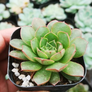 斗牛士绿野仙踪多肉植物春季秋季冬季阳台办公家庭园艺杂交新品