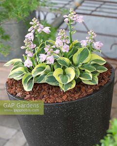 小鼹鼠园艺家 进口园艺种金边鼠耳玉簪花盆栽苗耐阴花卉观叶植物