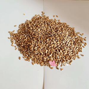 801人付款淘宝甜瓜子500克包邮免运费生甜瓜子种子元首香瓜甜瓜籽中