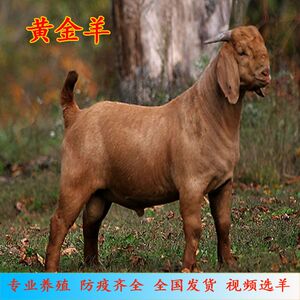 黄金羊亚洲南江成年活羔波尔山奶白黑头杜泊乌骨澳洲萨福克小尾寒
