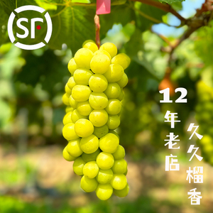云南阳光玫瑰葡萄新鲜水果包邮香印青提晴王葡萄5斤顺丰空运礼盒