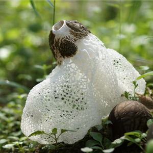 2020新货竹荪无硫野生竹笙菌新鲜竹孙足荪干货煲汤野生菌50g包邮