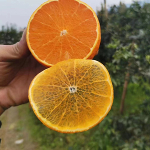 【阿明】福建漳州红美人橘橙爱媛28号 果冻橙柑橘桔子当季新鲜水