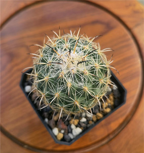 顶花球属 仙人球 古镜丸 coryphantha calipensis 实生根 5.2cm