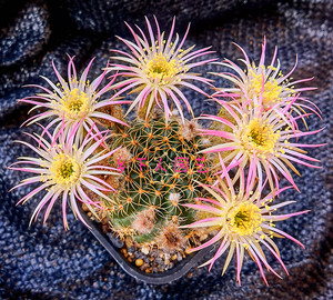 丽花球属 lobivia 21年6月 丽花球属 杂交多色混 种子20粒