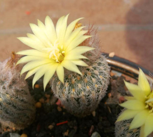 006人付款淘宝实生艳姬士童仙人球开花小型仙人掌多肉植物室内防辐射