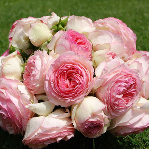 月季花苗龙沙宝石玫瑰藤本树月庭院阳台当年开花植物花卉绿植盆栽