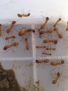 (虫客出品)全黄土耳其弓背 全黄 各种群落(有货)