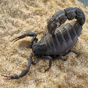 androctonus mauritanicus北非黑肥尾蝎超8龄大母繁殖沙漠宠物蝎