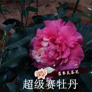 嫁接茶花盆栽