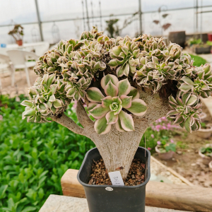 灿烂法师缀化朵朵缀 大颗老桩群生一物一拍包邮梦想多肉花园