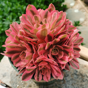 精品粉女巫法师手捧花一物一拍 多肉绿植 家庭园艺