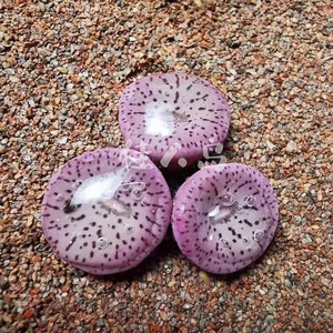 【佳人岛】大型荷叶安贞编号obcordellum declinatum cr1397