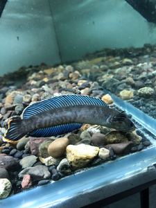 Www3344hpftp报价,刺激战场除草的越野性能,只跟你讨论性高清图片