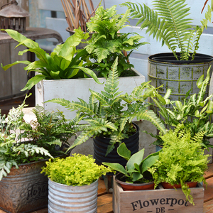 绿植小盆栽鸟巢蕨铁线蕨凤尾蕨狼尾蕨室内净化空气微景观蕨类植物