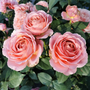 【浪漫古董月季扦插中大苗】橙红色特大花抗病灌木切花四季开花