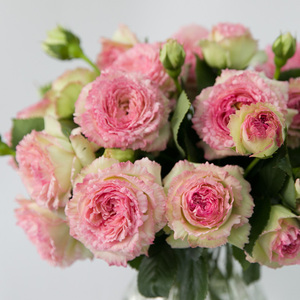 新品蕾丝伊甸园月季花小苗龙沙系列芽变超美裙边藤本攀援庭院容易