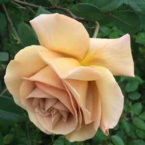 黄油硬糖月季花苗 古铜黄色浓香四季阳台耐阴露台盆栽 拱门花墙