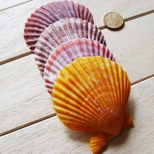 天然彩色贝壳 大号彩扇贝 海螺海星diy家居鱼缸飘窗装饰8片
