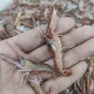 大连嘎巴虾4斤 速冻发货