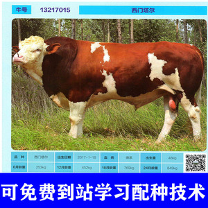 西门塔尔蒙贝利亚纯种公牛冷冻精液精子母牛配种杂交改良人工授精