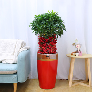 黄金万两富贵籽大型盆栽年宵花卉开业乔迁送礼室内绿植金玉满堂