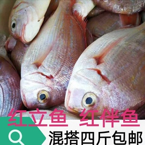 潮汕红立鱼 红翅鱼红鱼码头新鲜红立红翅鲜甜红翅鱼顺丰海捕水产