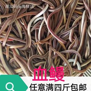 血鳗 潮汕码头海鲜 鳗鱼海产 本地直发血鳗红鳗新鲜顺丰血鳗鱼
