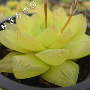 黄金凝脂菊 金黄色 精品 多肉植物