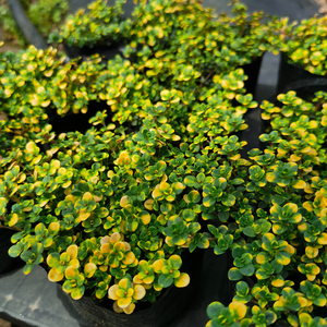 山谷晨光柠檬金边桃花百里香多年生耐寒耐热香草芳香庭院可食用