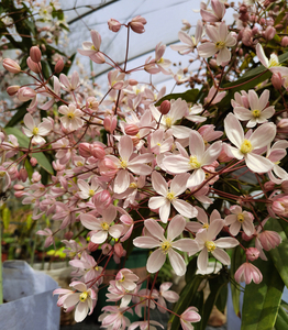 铁线莲苹果花apple blossom常绿丰花芳香藤本花卉庭院花墙拱门
