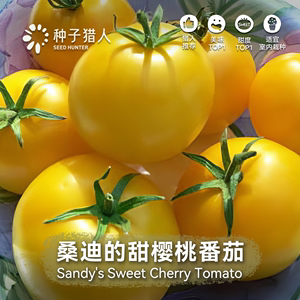 【2023甜度榜首】桑迪的甜樱桃番茄种子传家宝四季阳台盆栽西红柿