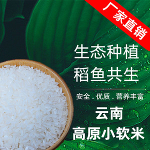 云南小软米10斤装23年新米5kg长粒香大米遮放特产贡米粽子香软米