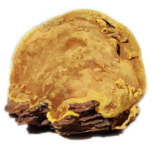 000人付款淘宝正品西藏野生桑树桑黄灵芝金边黄芝特级