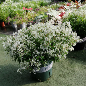 飘雪花盆栽带花喷雪花禾叶大戟圣诞白雪花易爆盆阳台庭院花卉包邮