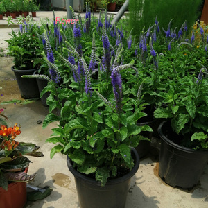 蓝花穗花婆婆纳盆栽带花户外庭院阳台花境花卉耐寒耐热宿根多年生