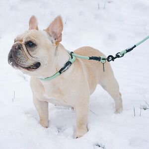 touchdog它它宠物牵引绳狗牵引绳中小型犬法斗p链项圈狗链狗绳