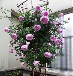 小朱的花园欧月花苗月季自由精神奥斯汀大藤本大花强香爬藤植物