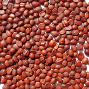 生枣仁 2斤起包邮 滇枣仁 理枣仁枣仁酸枣仁 中药材 500g克